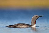 Red-throated Loonborder=