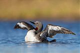 Red-throated Loon