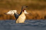 Red-throated Loonborder=