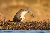 Red-throated Loonborder=