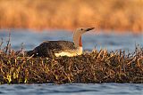 Red-throated Loonborder=