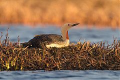 Red-throated Loon