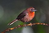 Red-throated Ant-Tanager