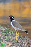 Red-wattled Lapwingborder=