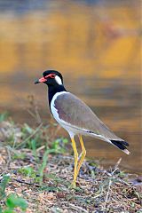 Red-wattled Lapwing