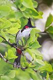 Red-whiskered Bulbul