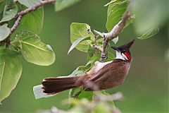 Red-whiskered Bulbul