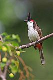 Red-whiskered Bulbul