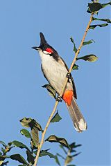 Red-whiskered Bulbul