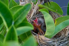 Red-winged Blackbird