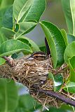 Red-winged Blackbirdborder=