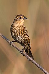 Red-winged Blackbird