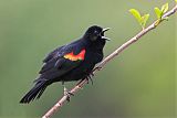 Red-winged Blackbirdborder=