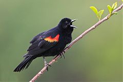 Red-winged Blackbird