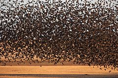 Red-winged Blackbird