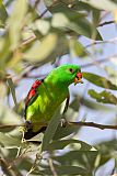 Red-winged Parrot