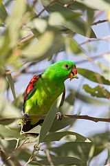 Red-winged Parrot