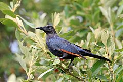 Red-winged Starling