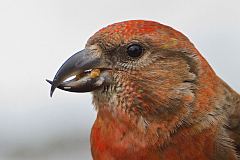 Red Crossbill