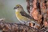 Red Crossbill