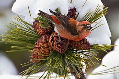 Red Crossbill