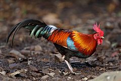 Red Junglefowl