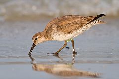 Red Knot