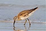 Red Knot