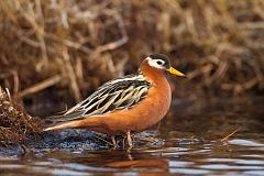 Red Phalarope