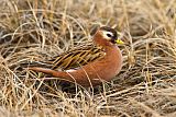 Red Phalarope