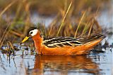 Red Phalarope