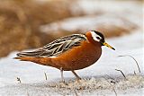 Red Phalarope