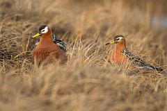 Red Phalarope