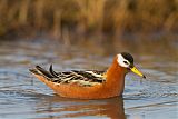 Red Phalarope