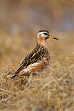 Red Phalarope