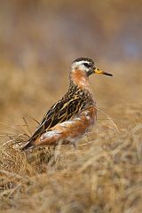 Red Phalarope