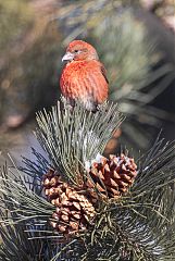 Red Crossbill