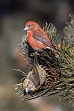 Red Crossbill