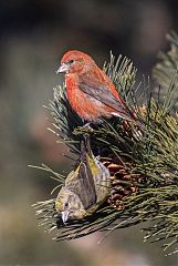 Red Crossbill