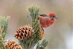 Red Crossbill