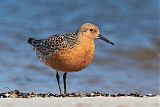 Red Knot