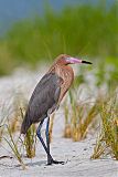 Reddish Egretborder=