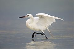 Reddish Egret