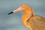 Reddish Egretborder=