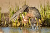 Reddish Egretborder=