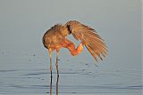 Reddish Egret