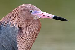 Reddish Egret