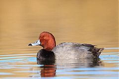 Redhead