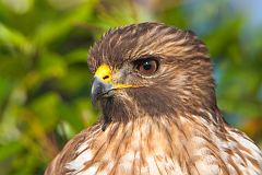 Red-shouldered Hawk