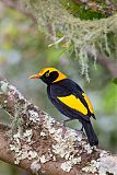 Regent Bowerbird